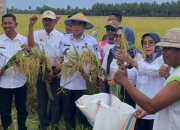 Gotong Royong dan Kearifan Lokal Warnai Panen Perdana di Desa Kasimbar Palapi
