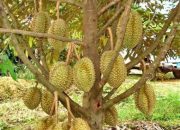 Petani Durian Parimo Alami Gagal Panen, Bappelitbangda Cari Solusi Lewat Penelitian