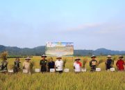 Panen Raya di Balinggi, Benih M70D Didorong Tingkatkan Produksi Padi Parimo